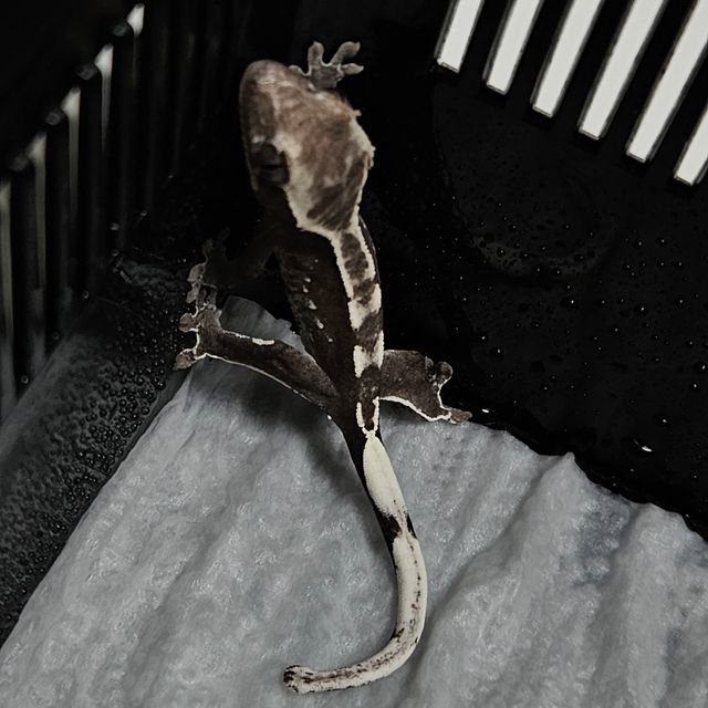아잔틱