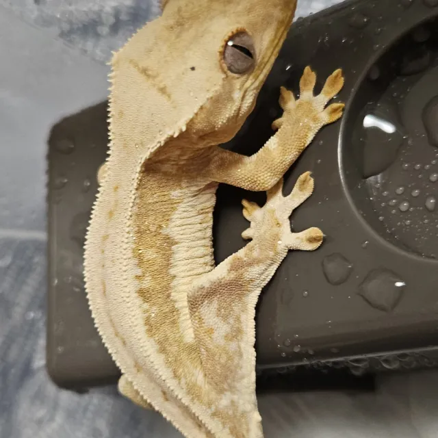 릴리화이트 크림시클