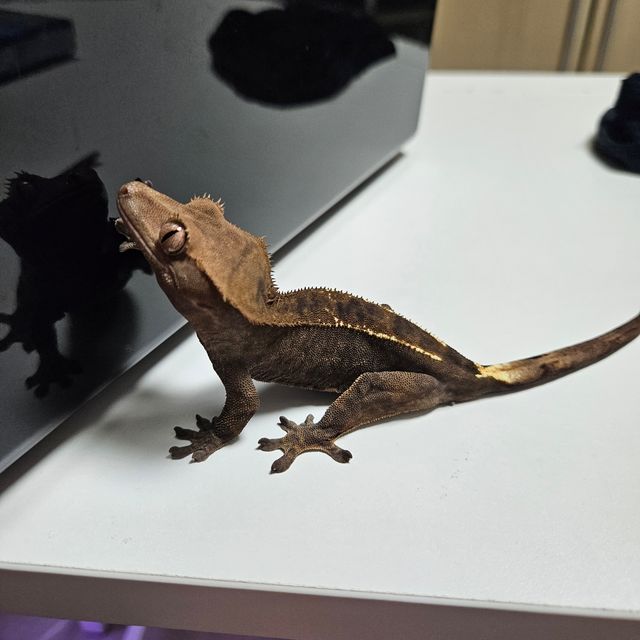 카푸치노