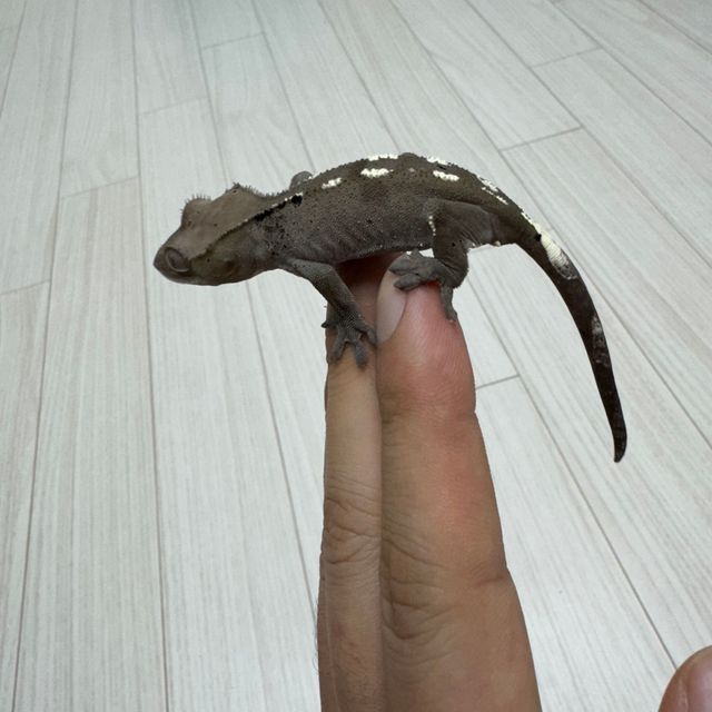 아잔틱