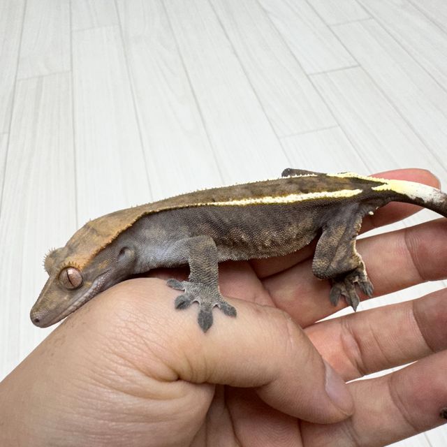 카푸치노