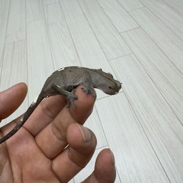 아잔틱
