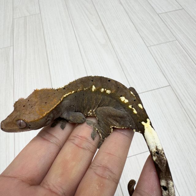 카푸치노