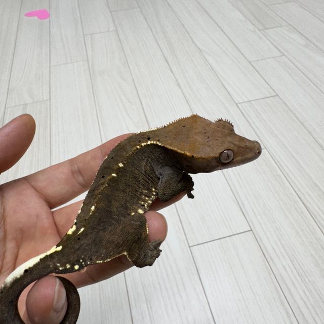 카푸치노