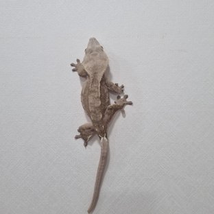 레드 노멀