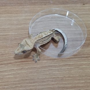 크림시클 옐로우