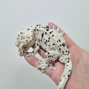 슈퍼달마시안