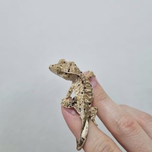 슈퍼달마시안