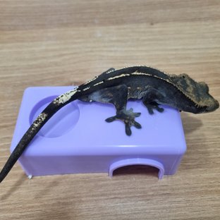 다크 엠티백