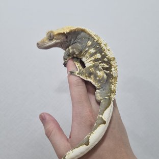 익스트림할리퀸 다크