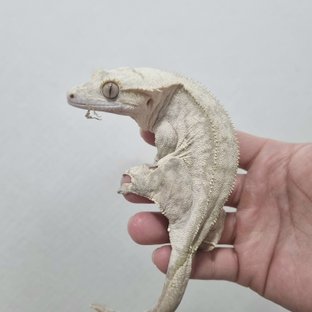 브린들