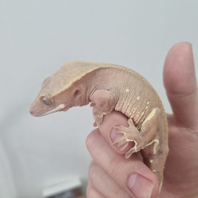 팬텀 벅스킨 레드