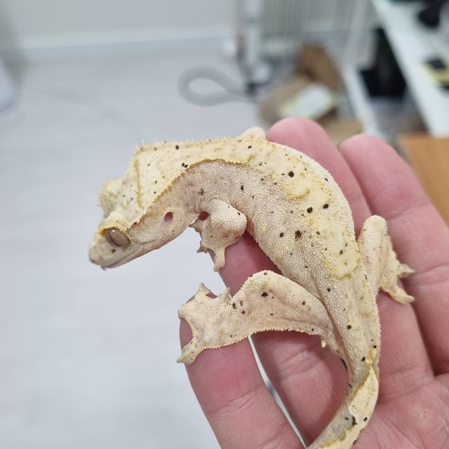 슈퍼달마시안 화이트