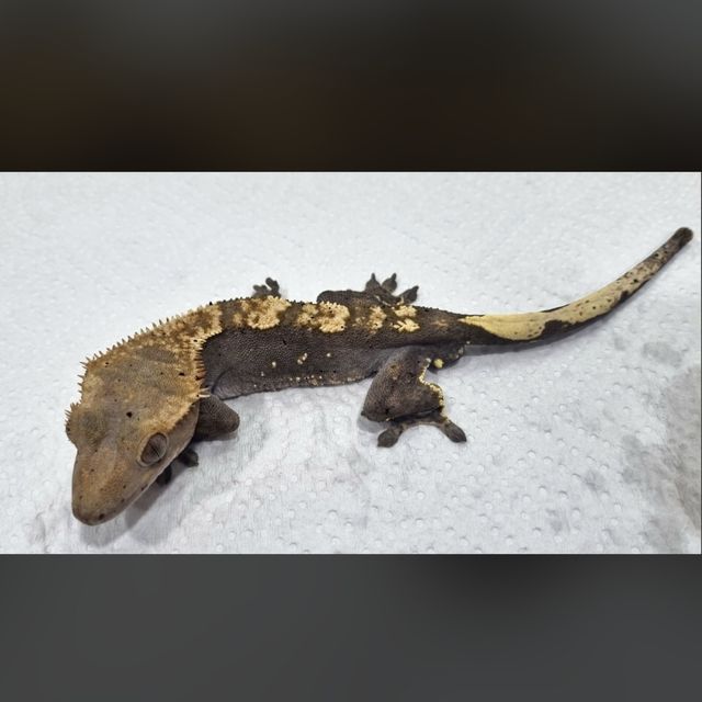 플레임 다크