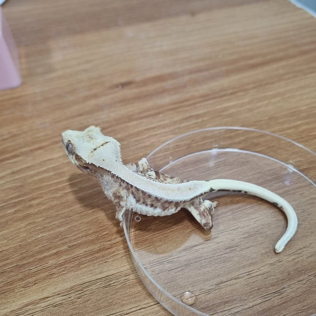 릴리화이트