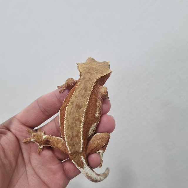 릴리화이트 팬텀 레드