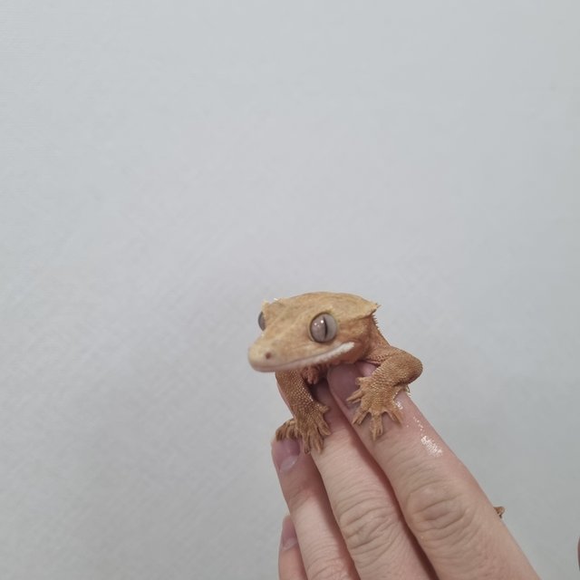 릴리화이트 팬텀 레드