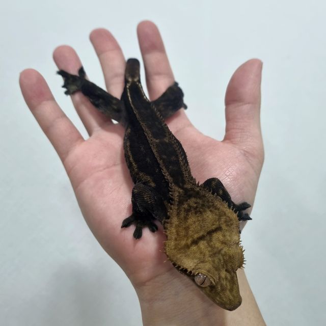 팬텀 엠티백 챠콜 블랙 다크