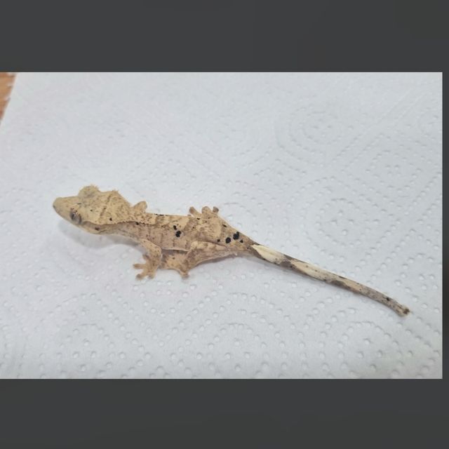 슈퍼달마시안 화이트