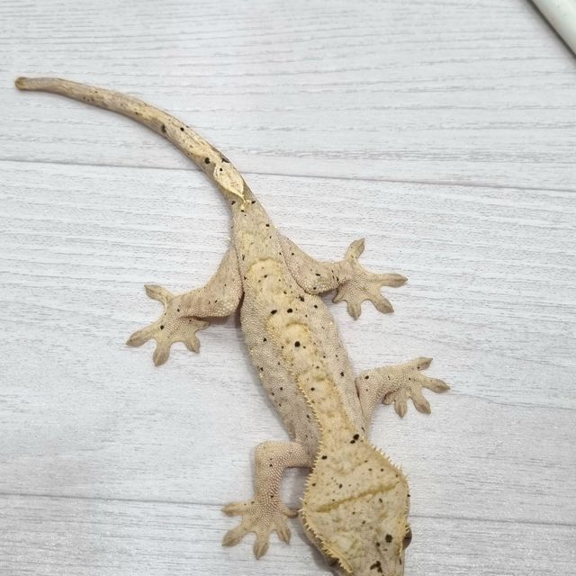 슈퍼달마시안 화이트