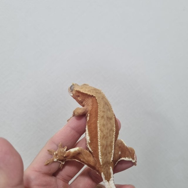 릴리화이트 팬텀 레드