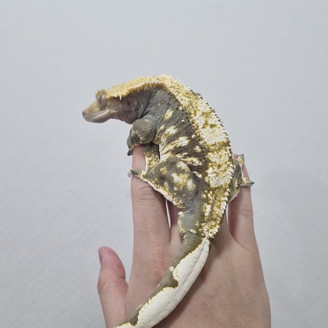 익스트림할리퀸 다크