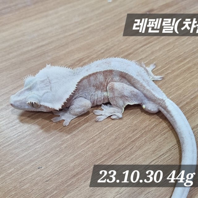 릴리화이트 팬텀 레드