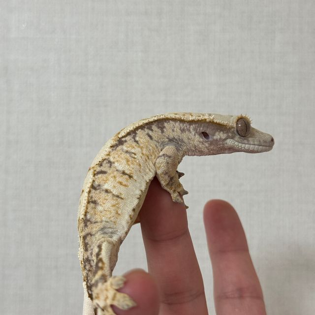 노멀 트라이 화이트스팟