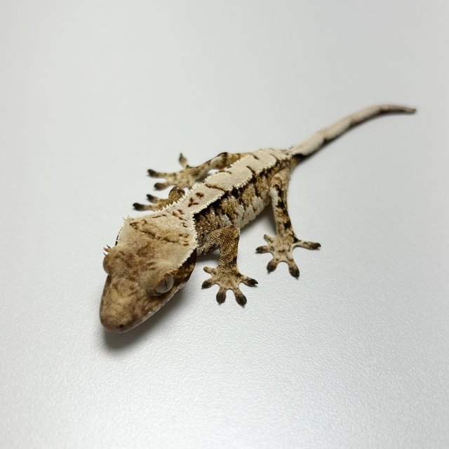 노멀 트라이 텐저린