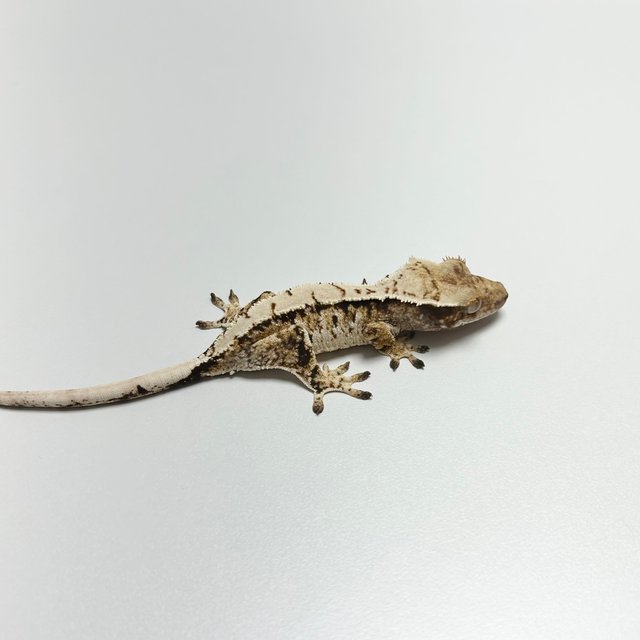 노멀 트라이 텐저린