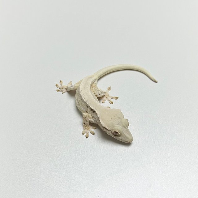 릴리화이트 솔리드백