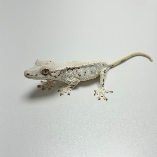 릴리화이트 솔리드백