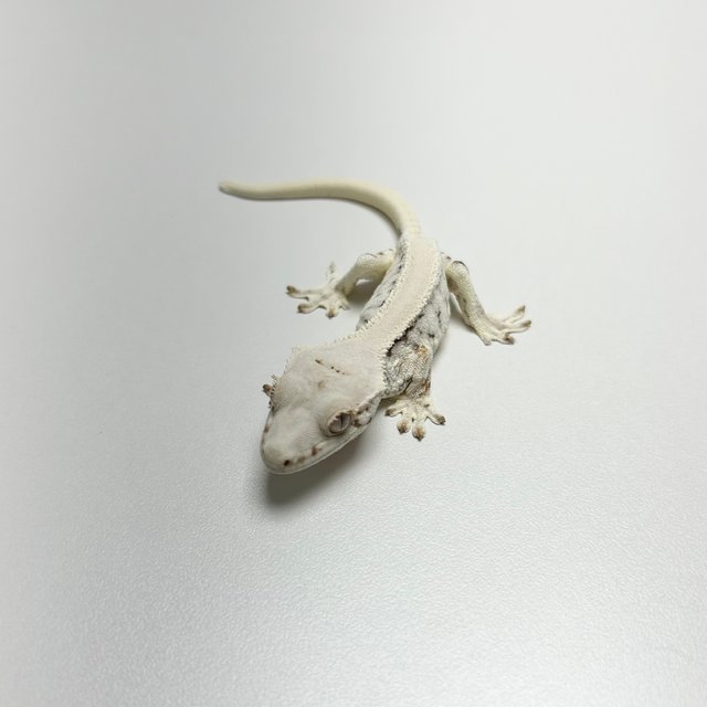 릴리화이트 솔리드백