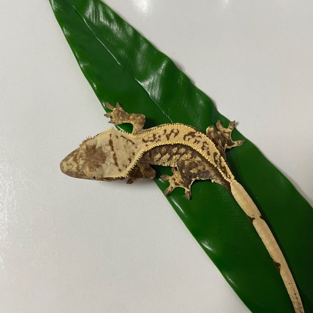 노멀 화이트스팟 풀핀 트라이