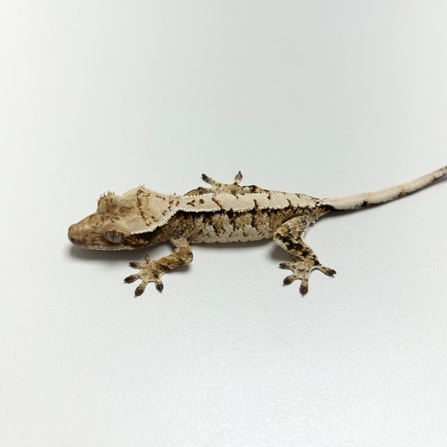 노멀 트라이 텐저린