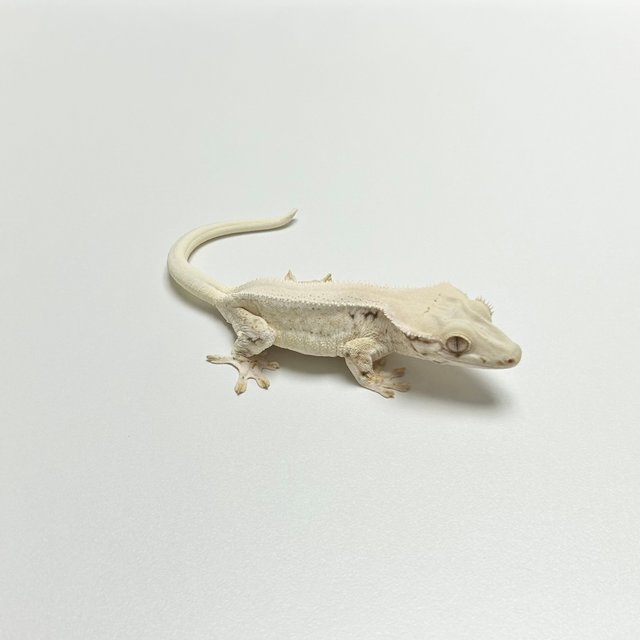 릴리화이트 솔리드백