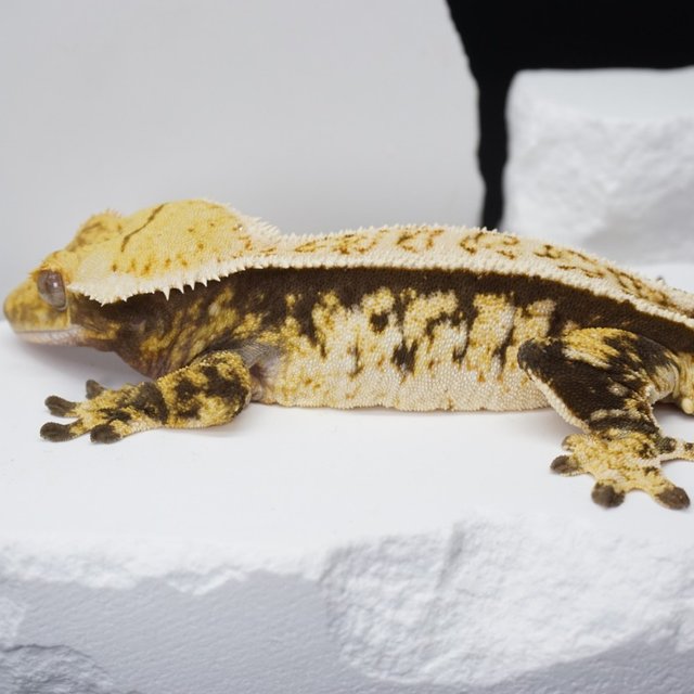 노멀 익스트림할리퀸 트라이