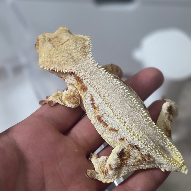 릴리화이트 레드