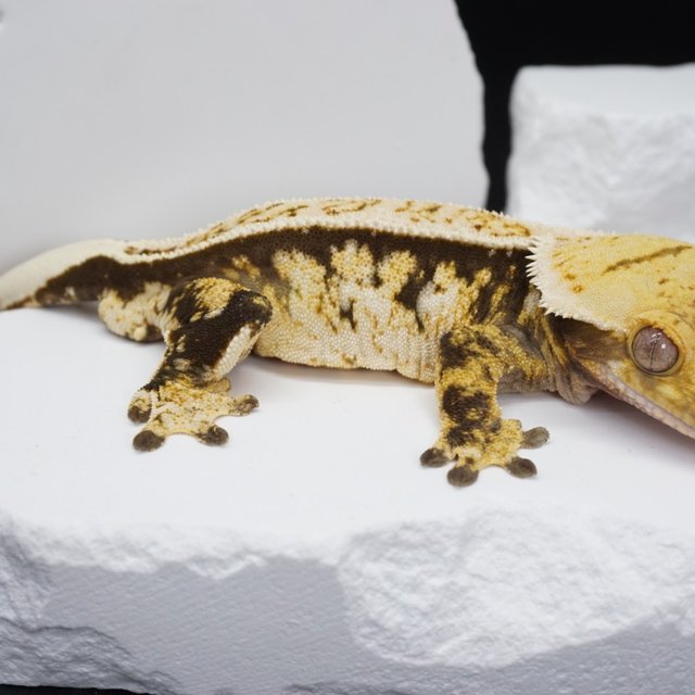 노멀 익스트림할리퀸 트라이