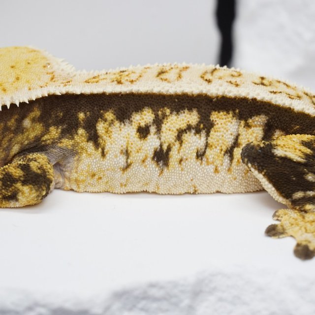 노멀 익스트림할리퀸 트라이