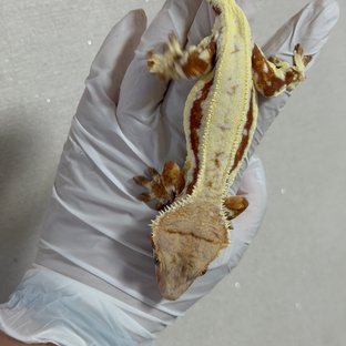 릴리화이트 레드