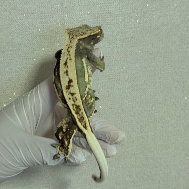 핀스트라이프 엠티백