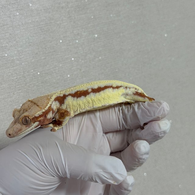 릴리화이트 레드