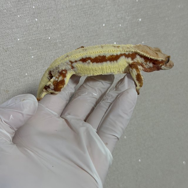 릴리화이트 레드