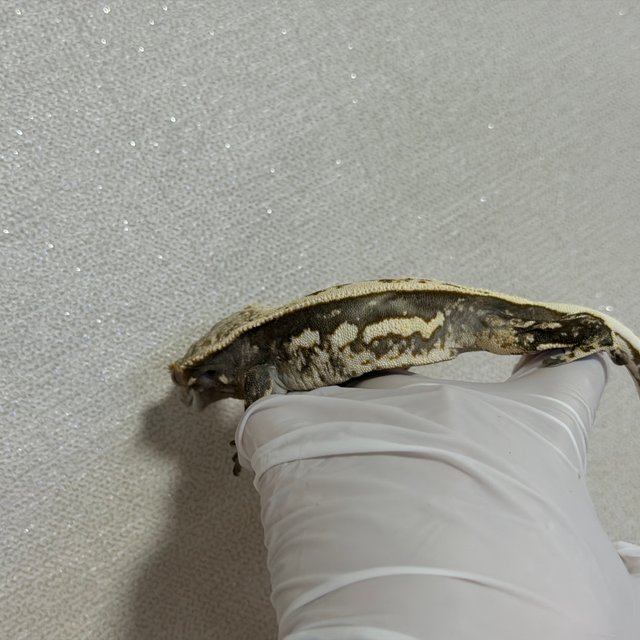 핀스트라이프 엠티백