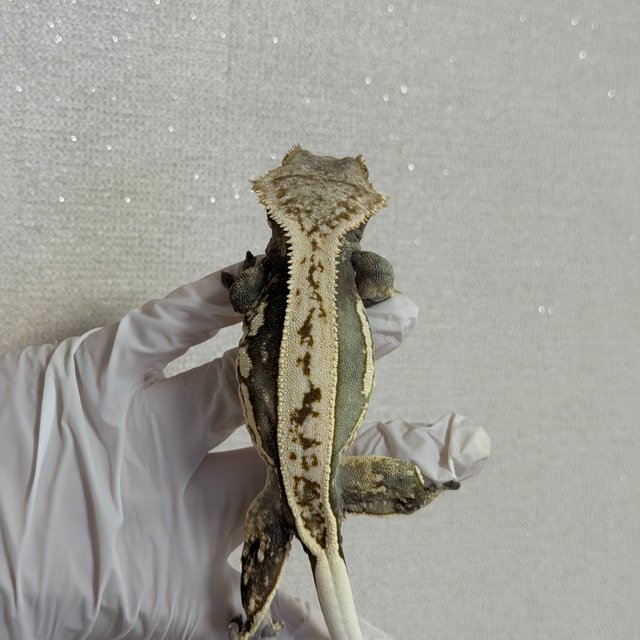 핀스트라이프 엠티백