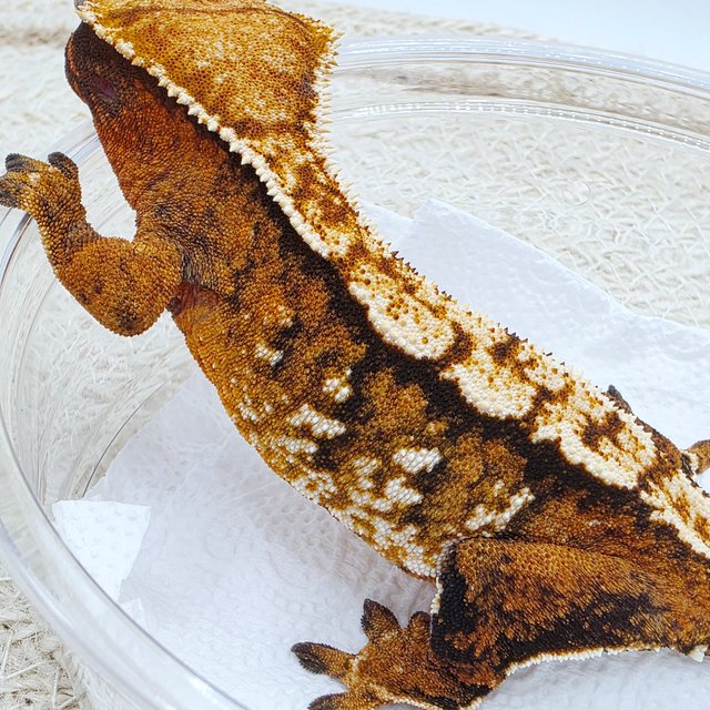 트라이 익스트림할리퀸