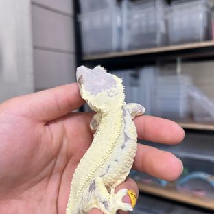 프라푸치노