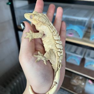 브린들 옐로우