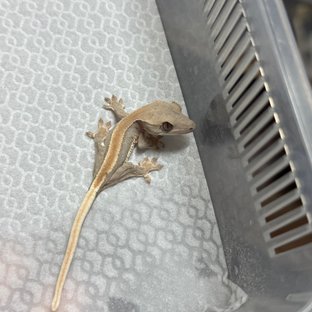 솔리드백 릴리화이트